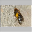 Colletes daviesanus - Seidenbiene w001j 9mm am Nest - OS-Insektenhotel det.jpg